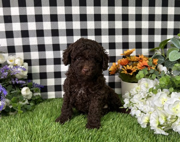 Bingo The Mini Poodle - Image 7