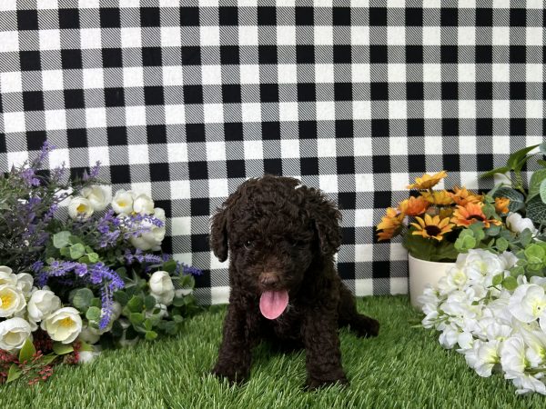 Bingo The Mini Poodle - Image 6