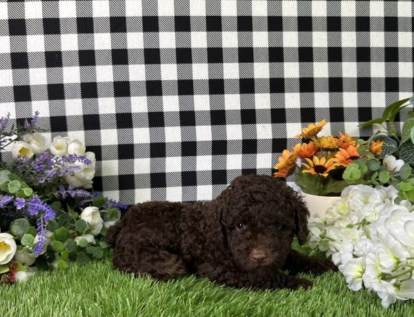 Bingo The Mini Poodle