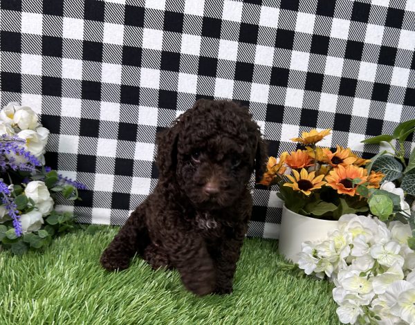 Bingo The Mini Poodle - Image 5