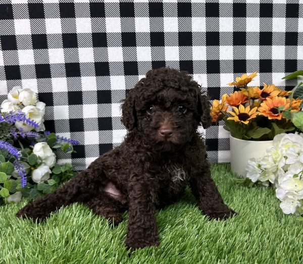 Bingo The Mini Poodle - Image 4