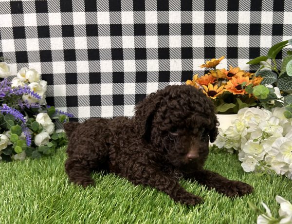 Bingo The Mini Poodle - Image 3