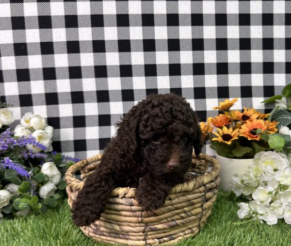 Bingo The Mini Poodle - Image 2