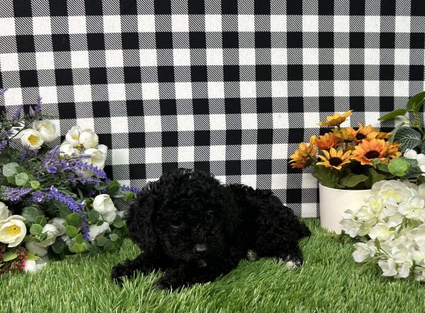 Everly The Toy Poodle - Image 2