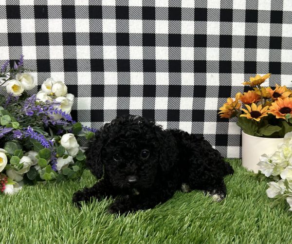 Everly The Toy Poodle - Image 3
