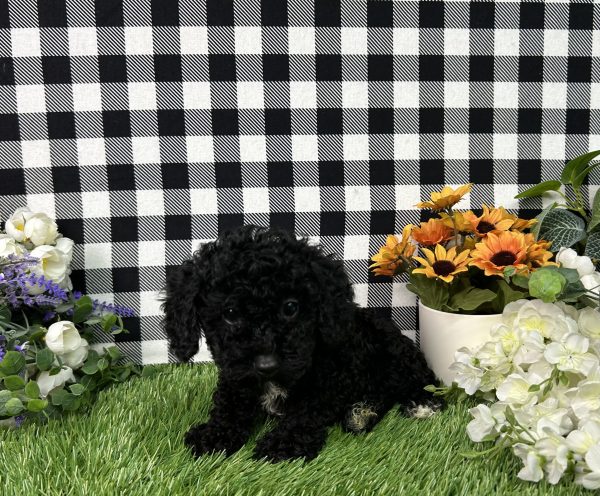 Everly The Toy Poodle - Image 4