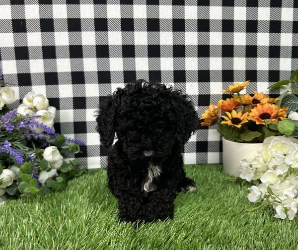 Everly The Toy Poodle - Image 5