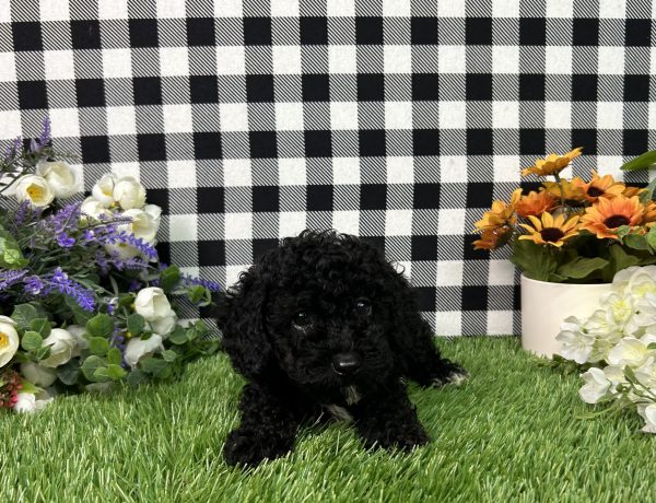 Everly The Toy Poodle - Image 6