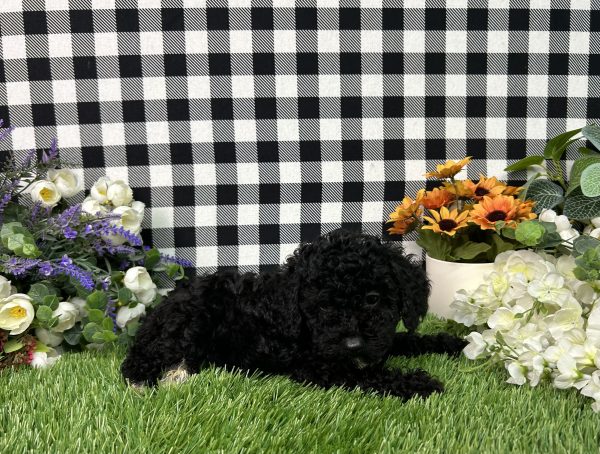 Everly The Toy Poodle - Image 7