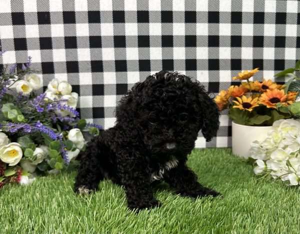 Everly The Toy Poodle