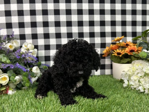 Everly The Toy Poodle - Image 9