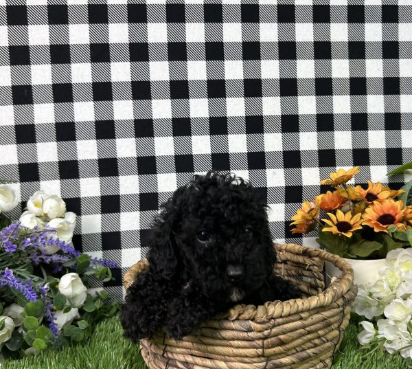 Everly The Toy Poodle - Image 8