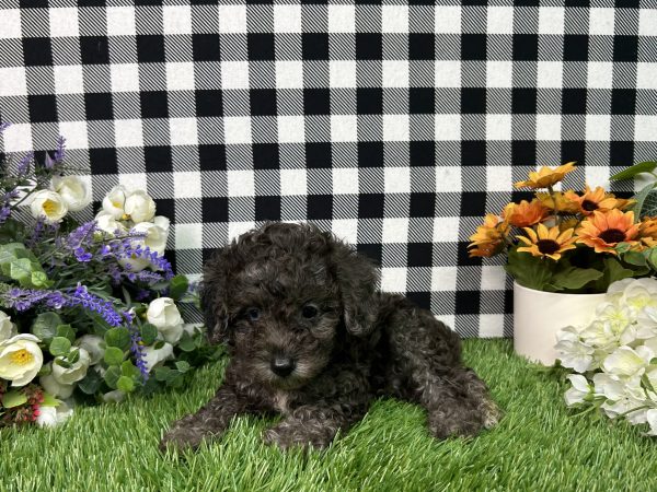 Oliver The Toy Poodle - Image 3