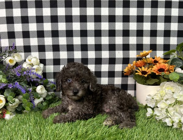 Oliver The Toy Poodle - Image 2