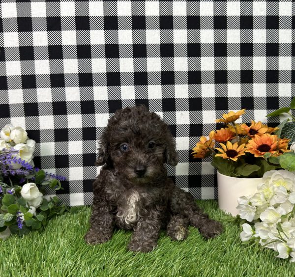 Oliver The Toy Poodle
