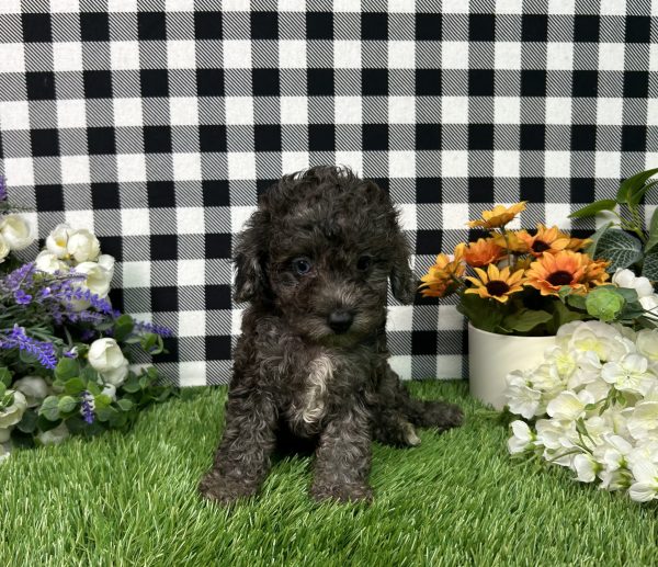 Oliver The Toy Poodle - Image 4