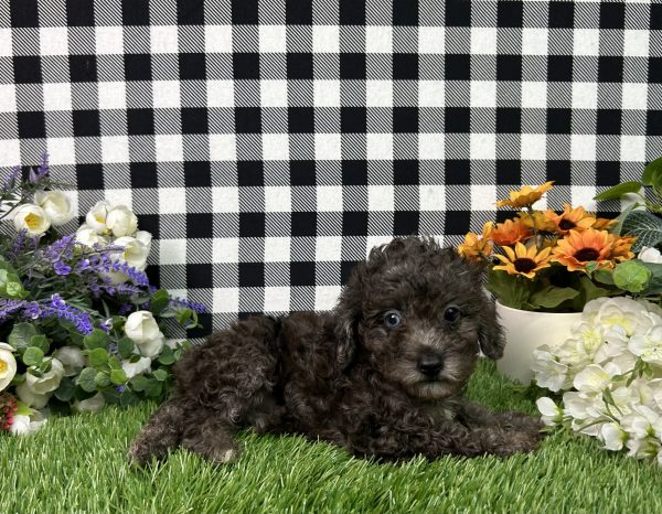 Oliver The Toy Poodle - Image 5