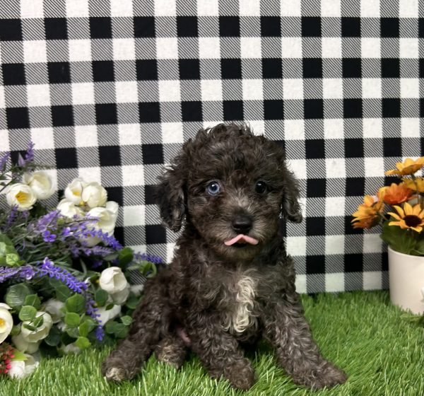 Oliver The Toy Poodle - Image 6