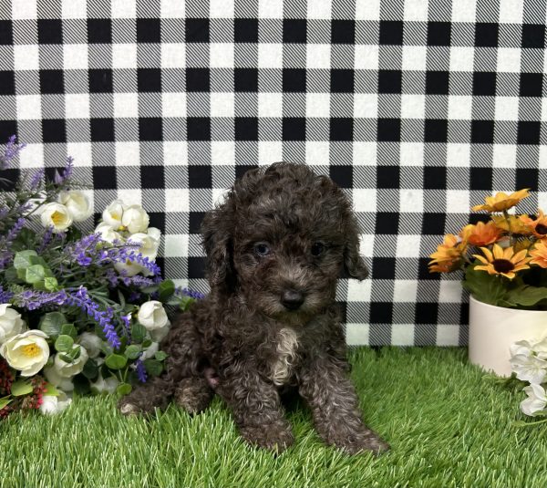 Oliver The Toy Poodle - Image 7