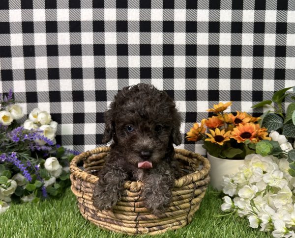 Oliver The Toy Poodle - Image 8
