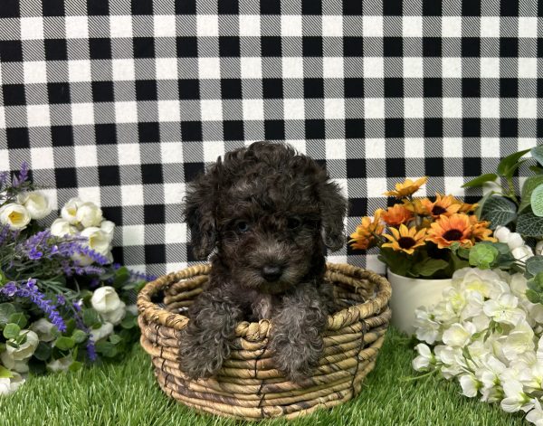 Oliver The Toy Poodle - Image 9