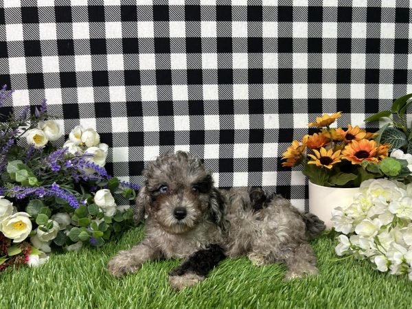Baker The Toy Poodle - Image 2