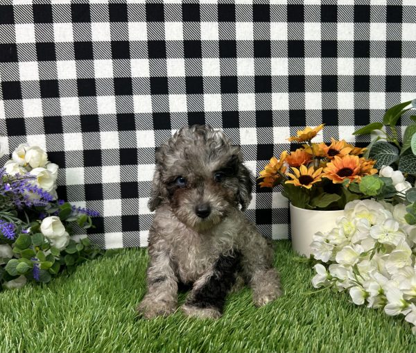 Baker The Toy Poodle - Image 3