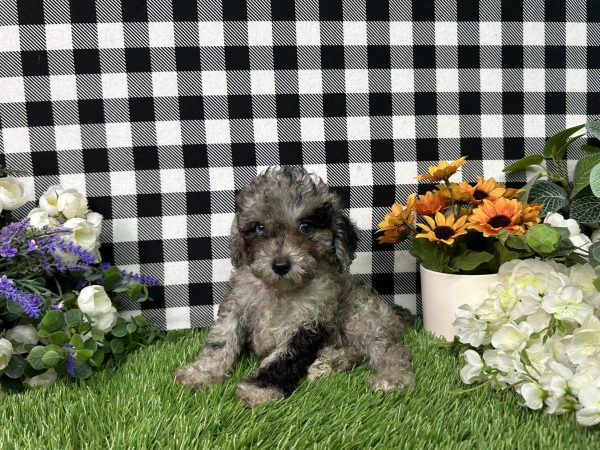 Baker The Toy Poodle
