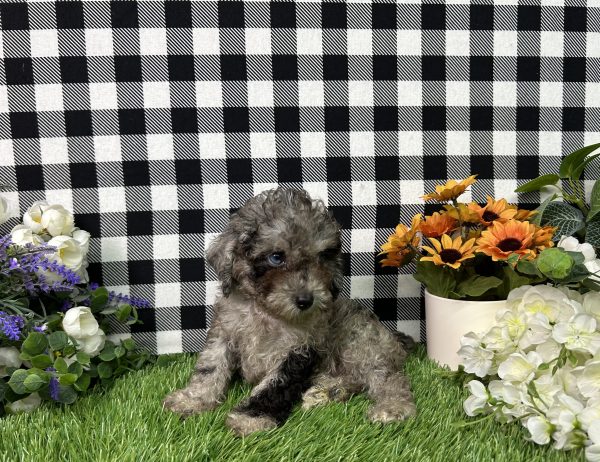 Baker The Toy Poodle - Image 5