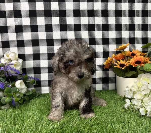 Baker The Toy Poodle - Image 4