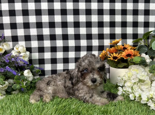 Baker The Toy Poodle - Image 6