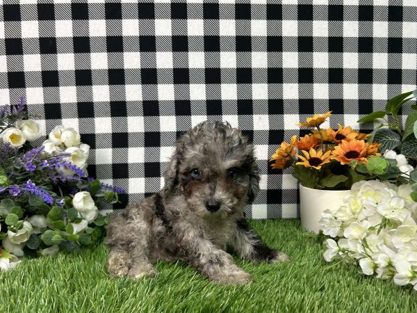 Baker The Toy Poodle - Image 7