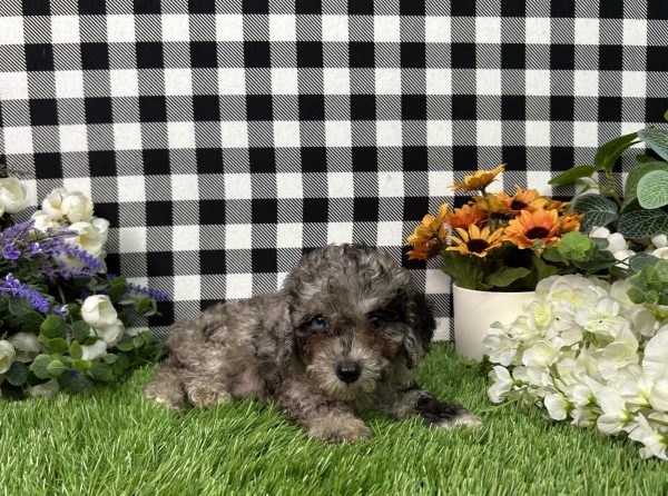 Baker The Toy Poodle - Image 8
