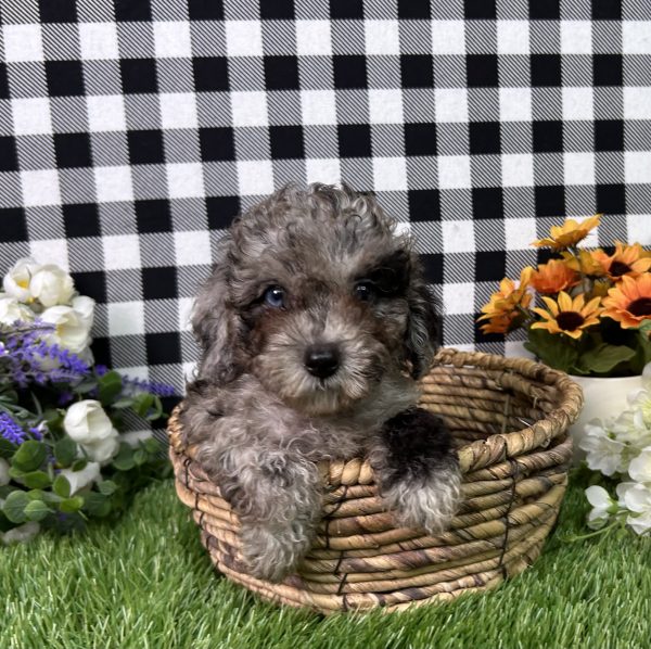 Baker The Toy Poodle - Image 9