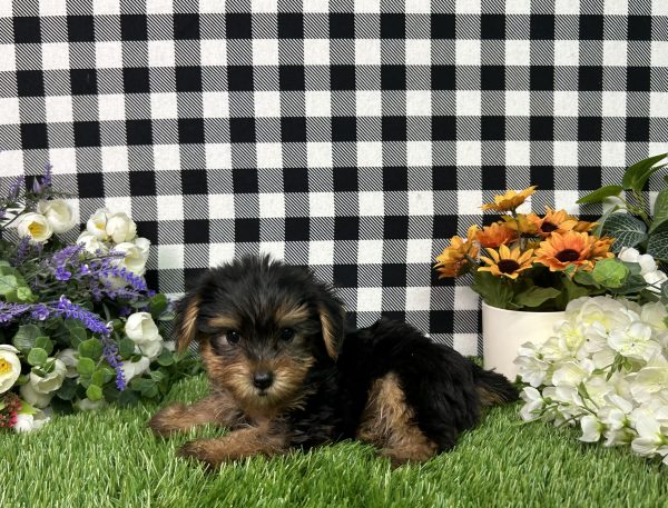 Evita The Yorkie