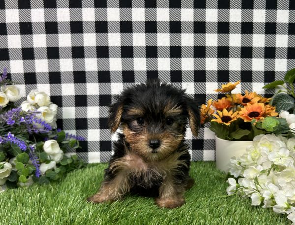 Evita The Yorkie - Image 2