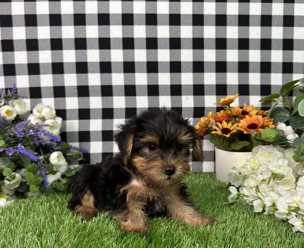 Evita The Yorkie - Image 3