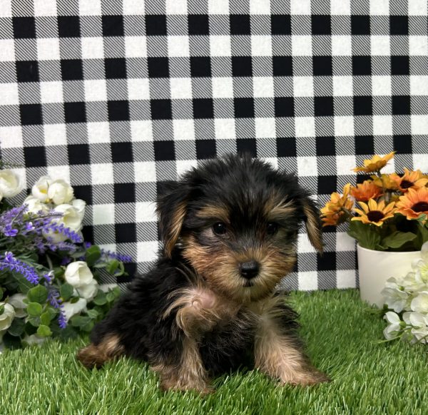 Evita The Yorkie - Image 4