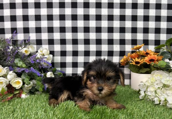 Evita The Yorkie - Image 5