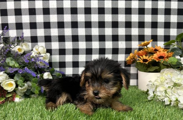 Evita The Yorkie - Image 6