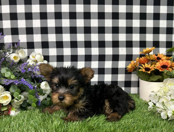 Baron The Yorkie - Image 2
