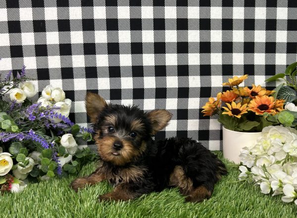 Baron The Yorkie - Image 4