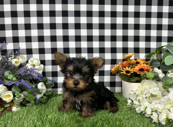 Baron The Yorkie