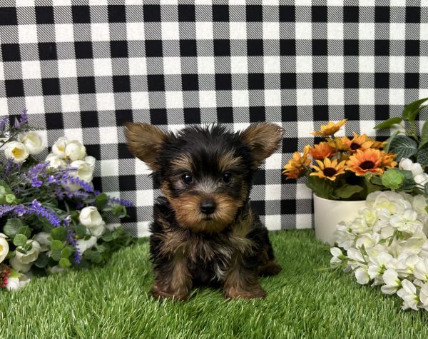 Baron The Yorkie - Image 3