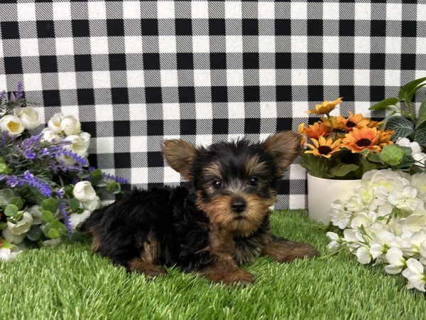 Baron The Yorkie - Image 5