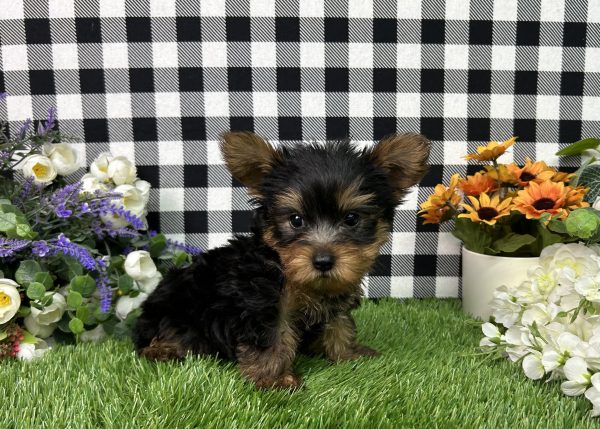 Baron The Yorkie - Image 6