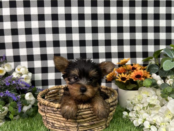 Baron The Yorkie - Image 7