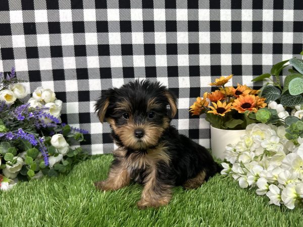 Jojo The Yorkie - Image 9