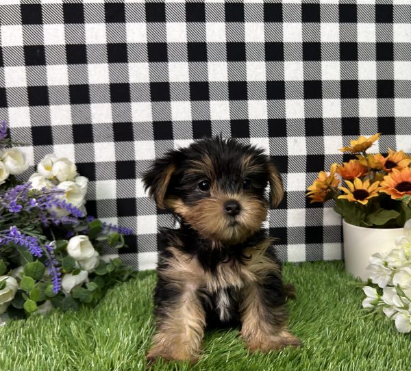 Jojo The Yorkie - Image 8