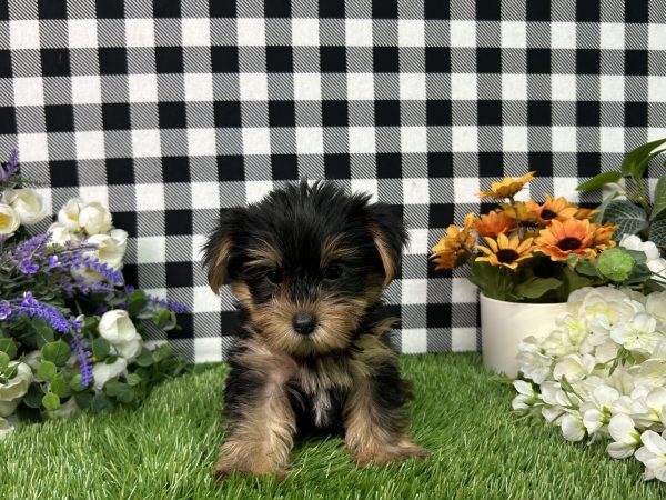 Jojo The Yorkie - Image 7